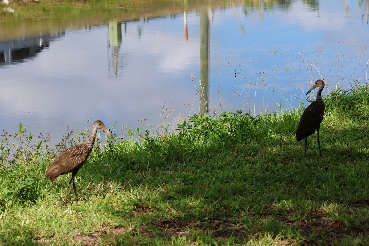 Limpkin (Speckled) - ML659865682