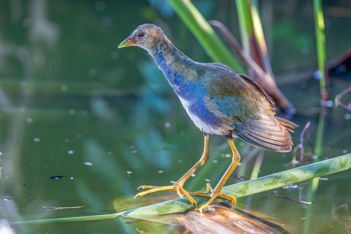 Purple Gallinule - ML659865857