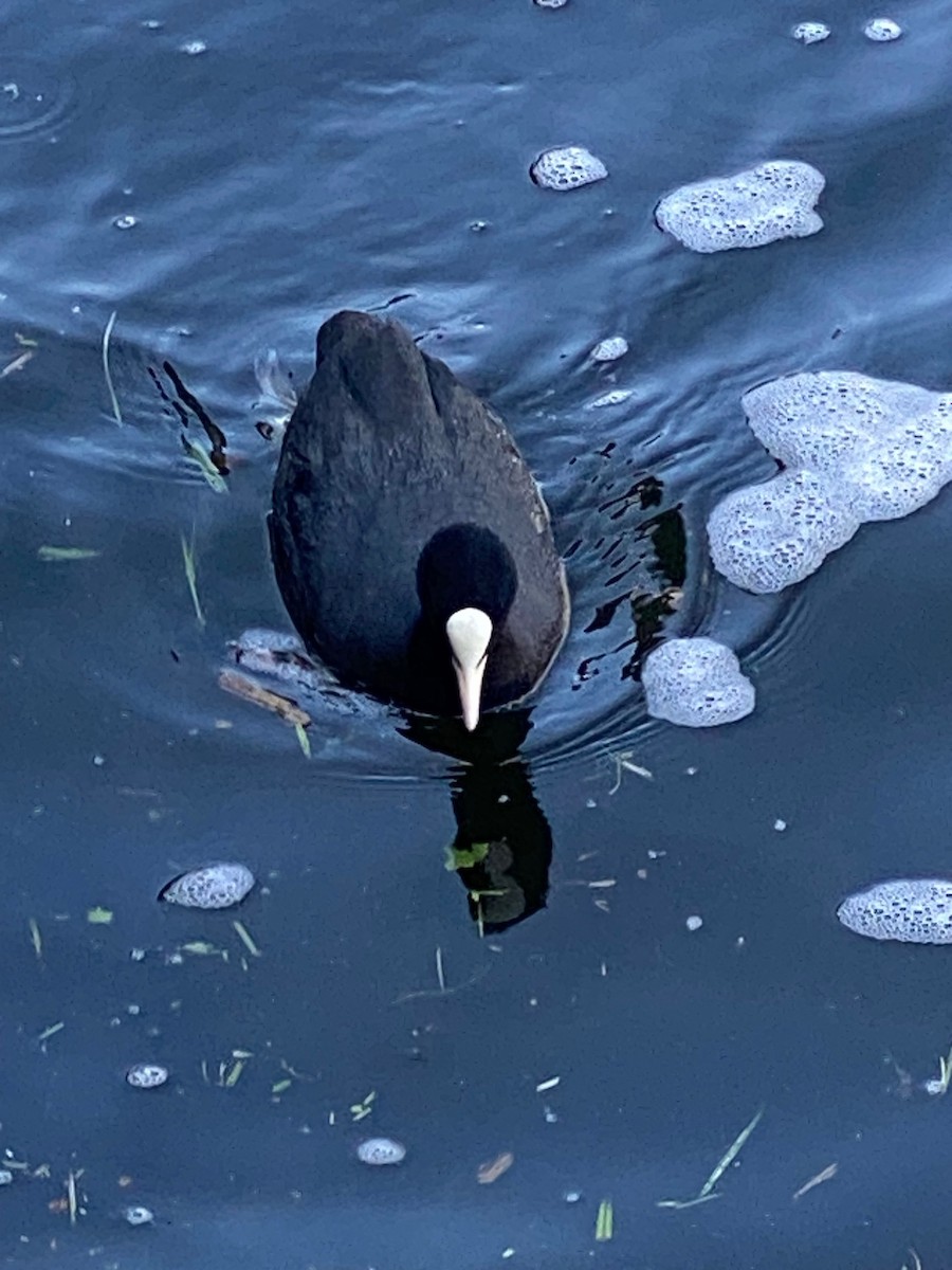 Eurasian Coot - ML659867078