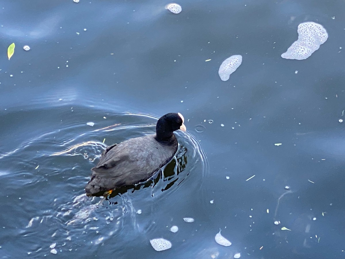 Eurasian Coot - ML659867136
