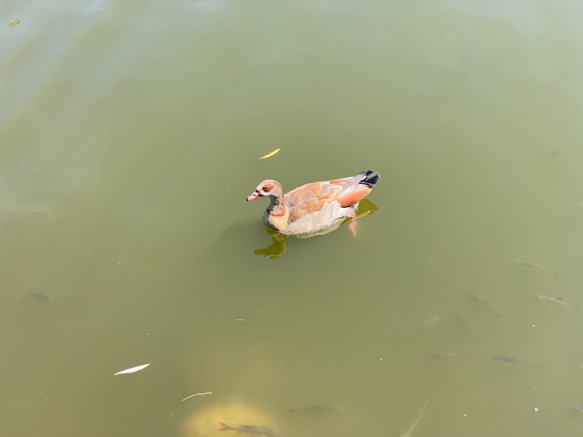 Egyptian Goose - ML659867426