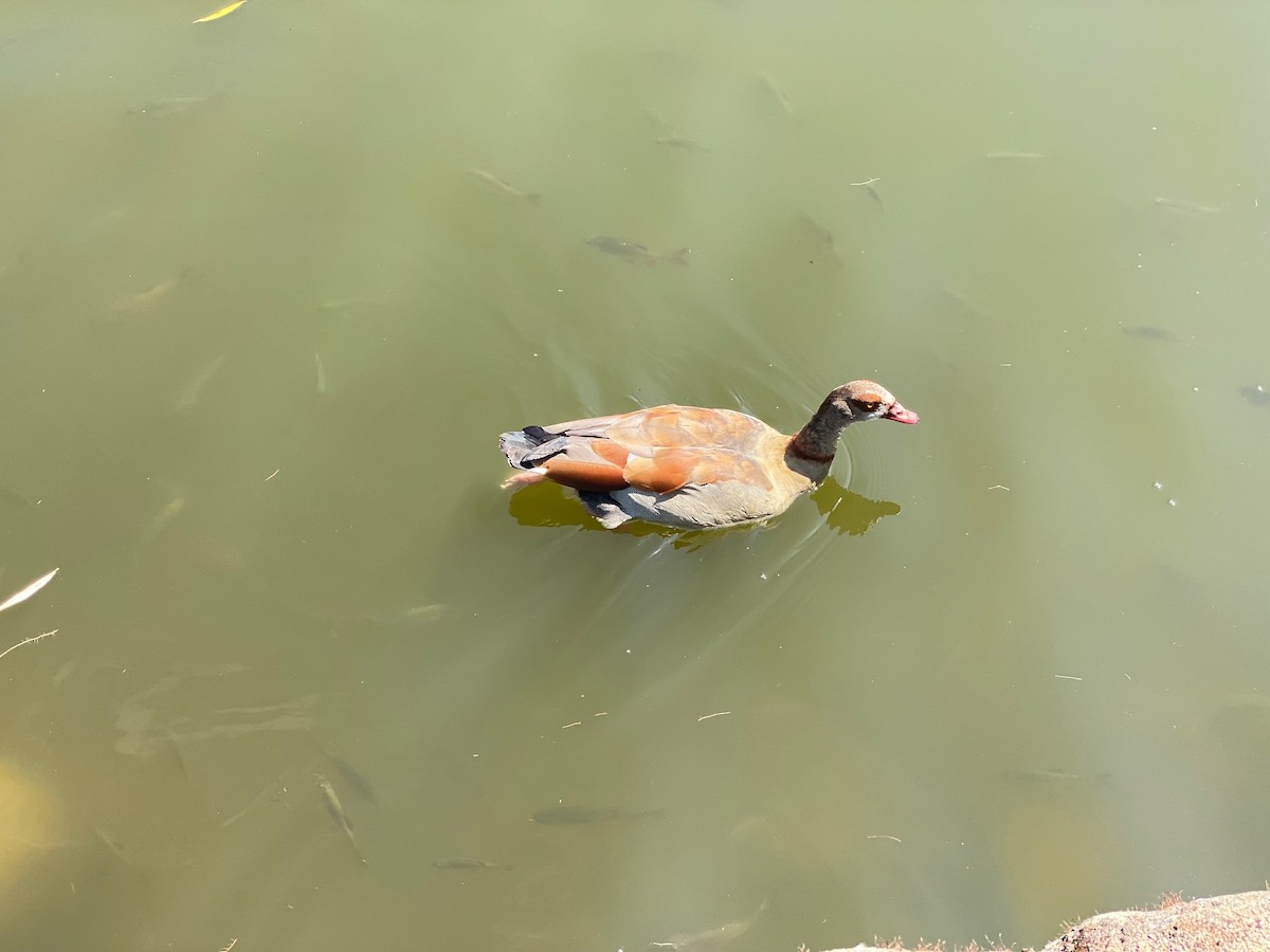 Egyptian Goose - ML659867831