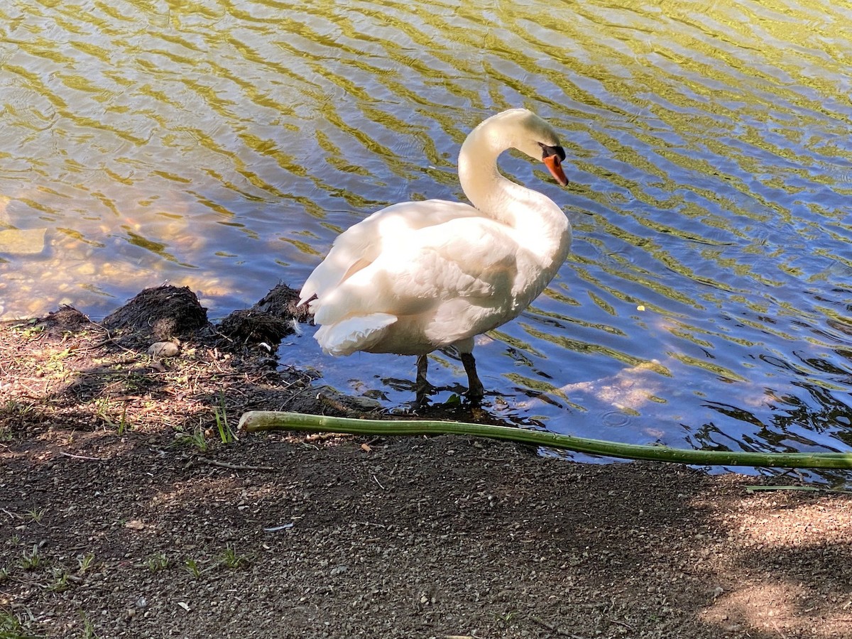 Mute Swan - ML659867946
