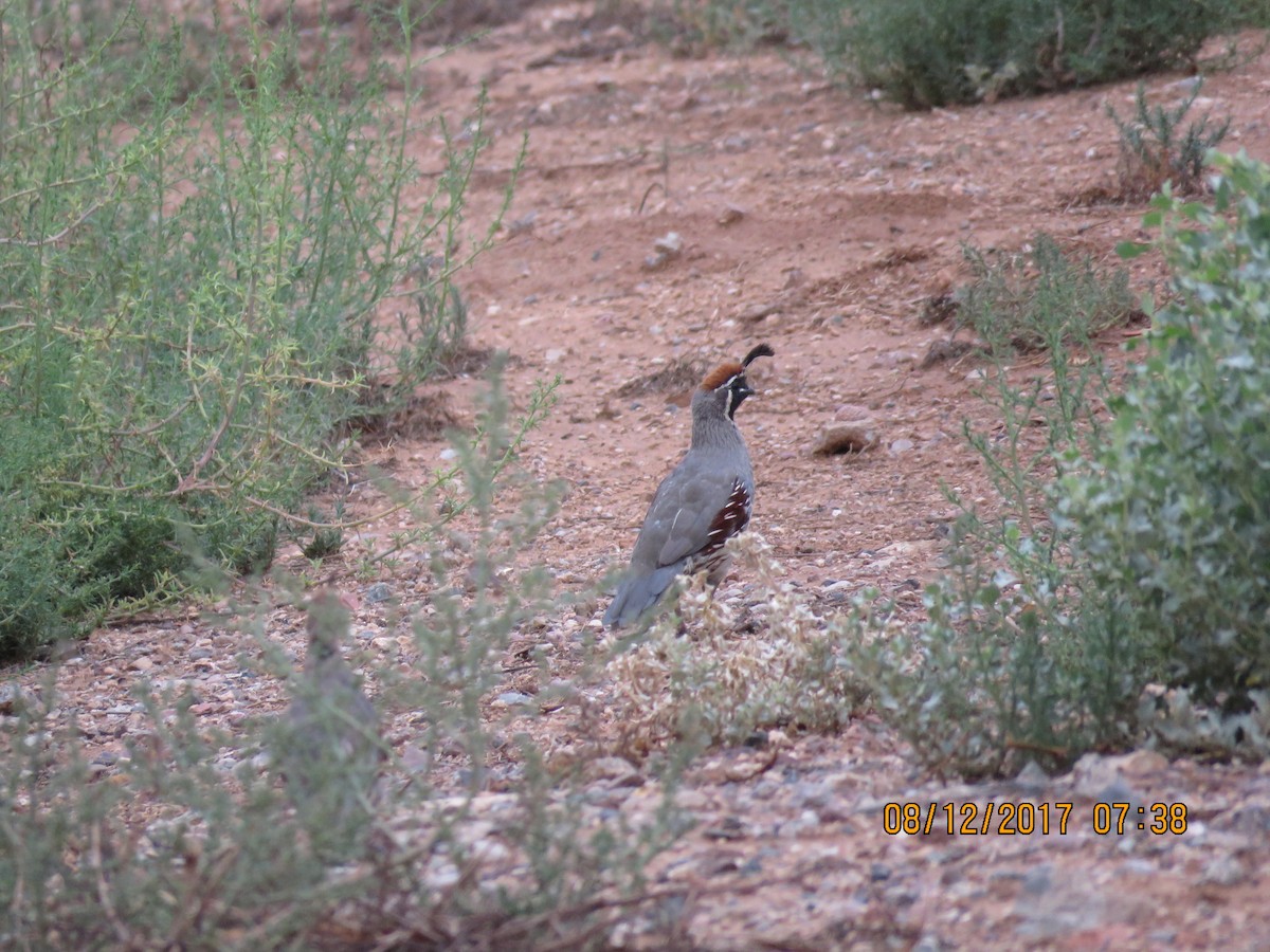 Gambel's Quail - Don Witter