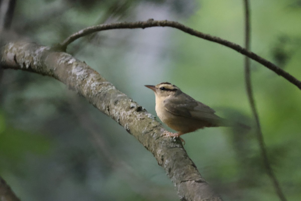 Worm-eating Warbler - ML659868833