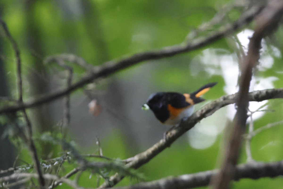 American Redstart - ML659868838