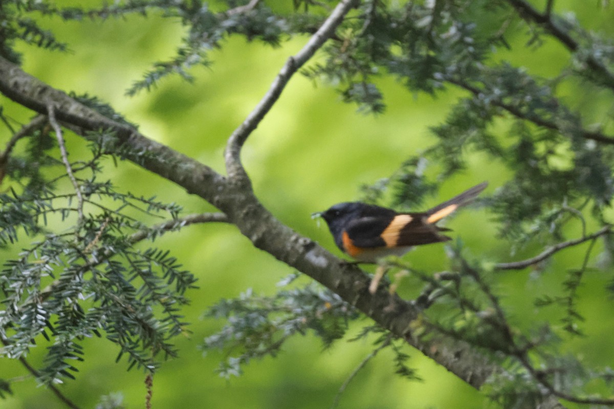 American Redstart - ML659868839