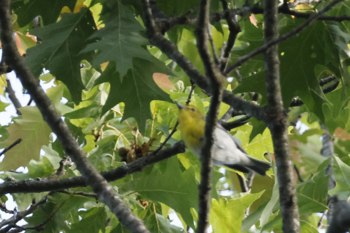 Yellow-throated Vireo - ML659868844