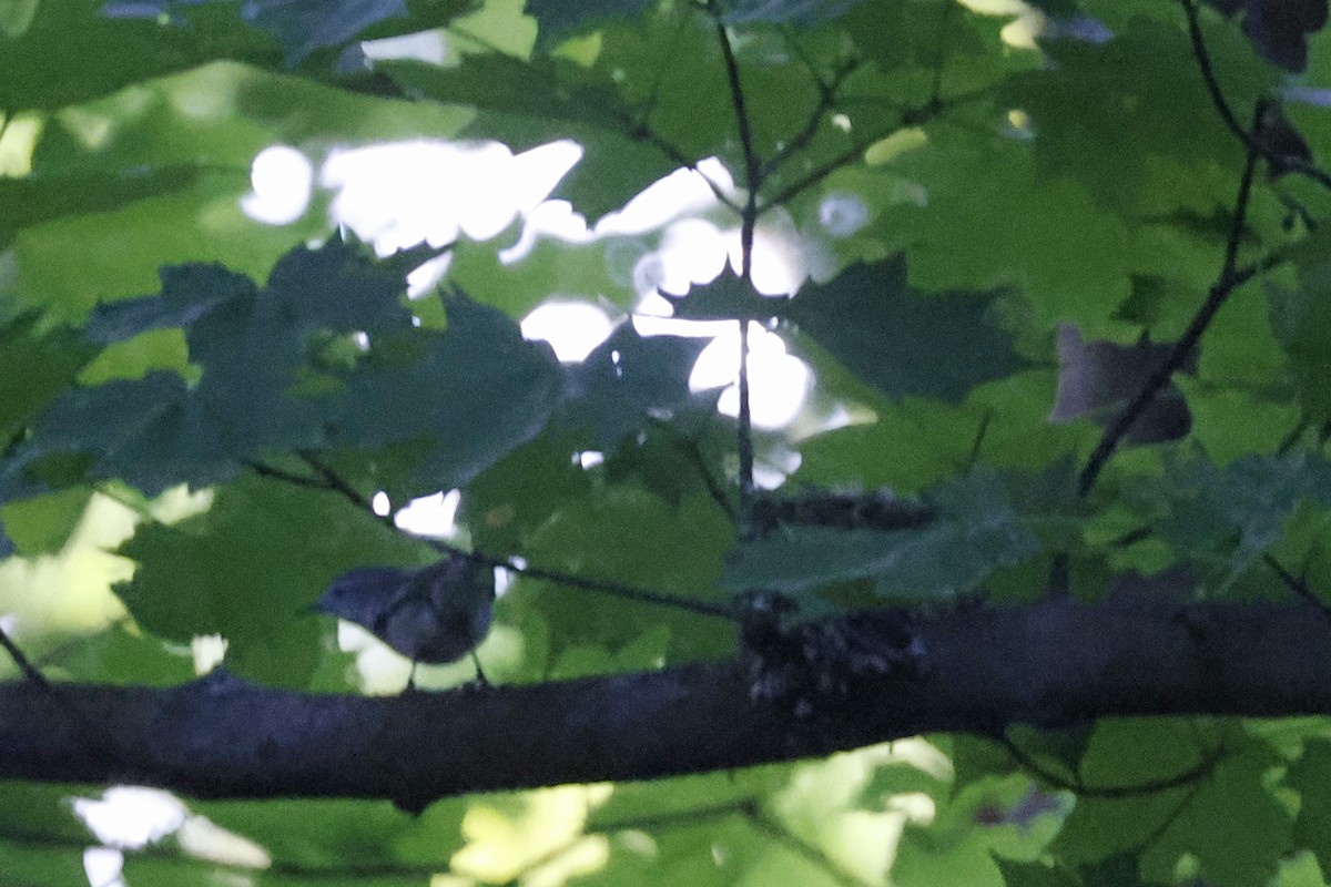 Cerulean Warbler - ML659869488