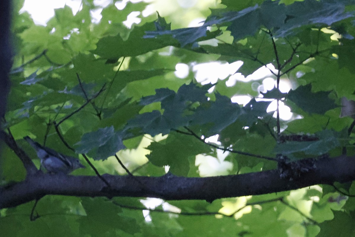 Cerulean Warbler - ML659869489