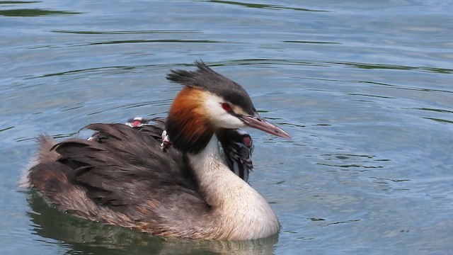 Great Crested Grebe - ML659869490