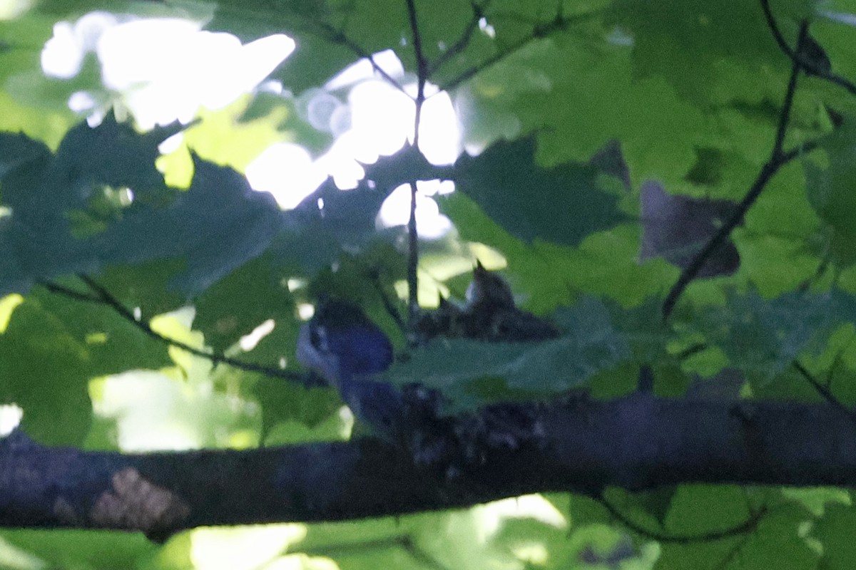 Cerulean Warbler - ML659869519