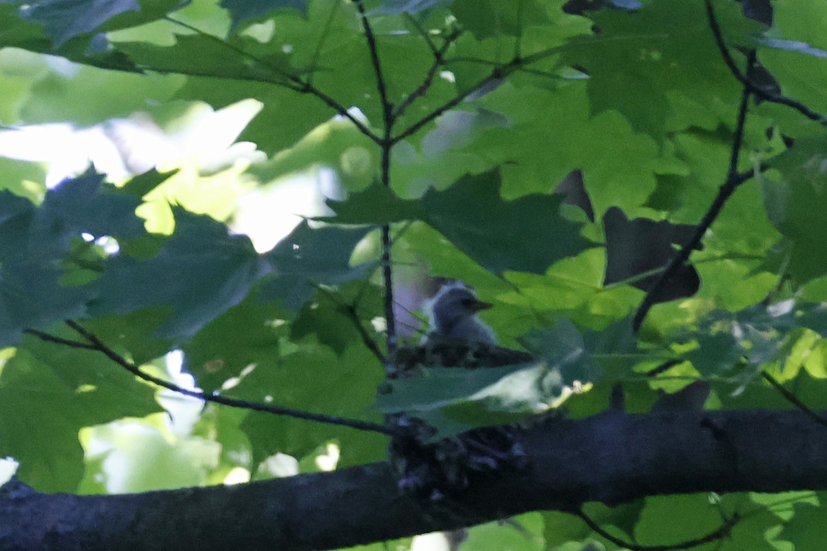 Cerulean Warbler - ML659869529