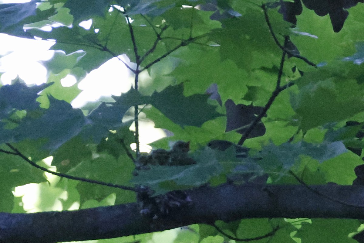 Cerulean Warbler - ML659869530