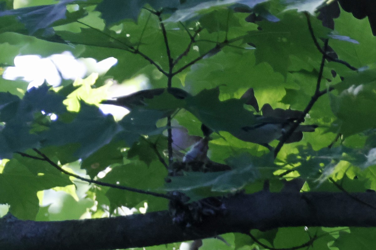 Cerulean Warbler - ML659869557