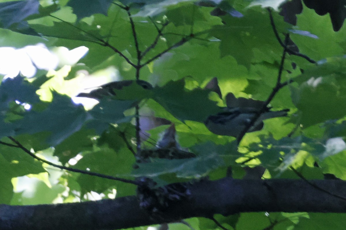 Cerulean Warbler - ML659869559