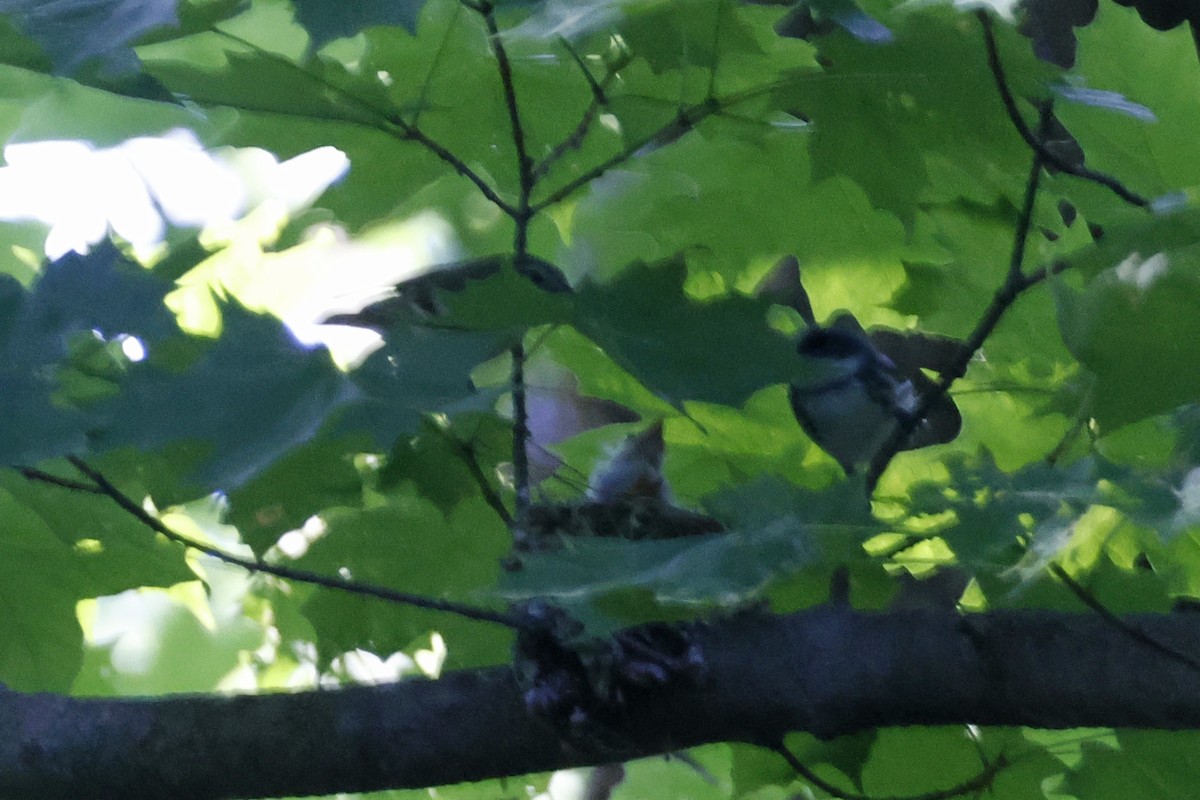Cerulean Warbler - ML659869569