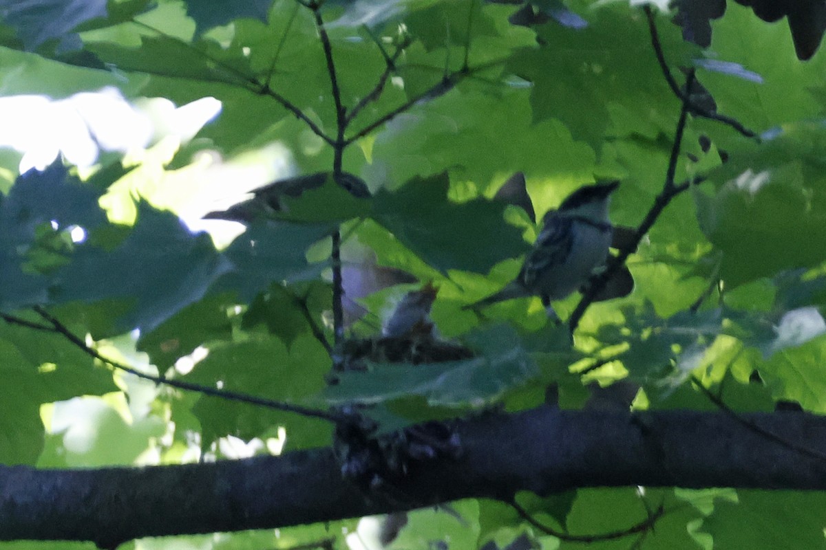 Cerulean Warbler - ML659869578