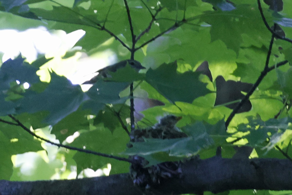 Cerulean Warbler - ML659869579