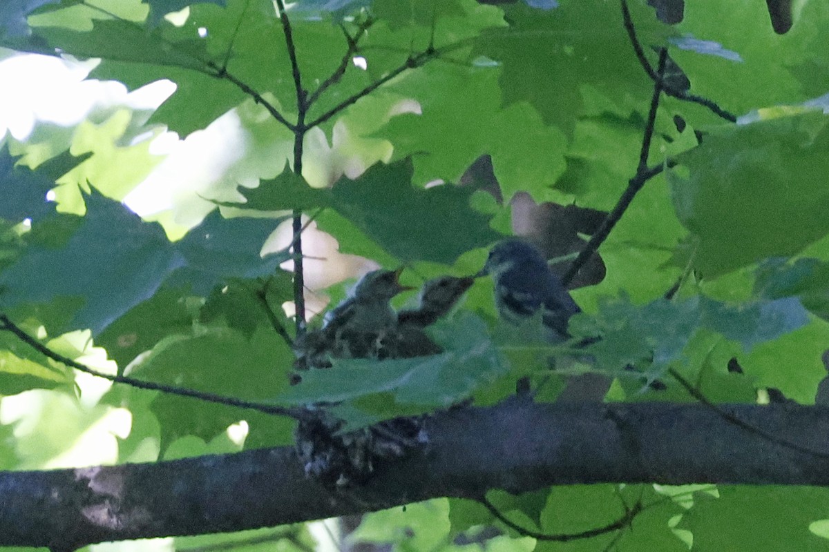 Cerulean Warbler - ML659869596
