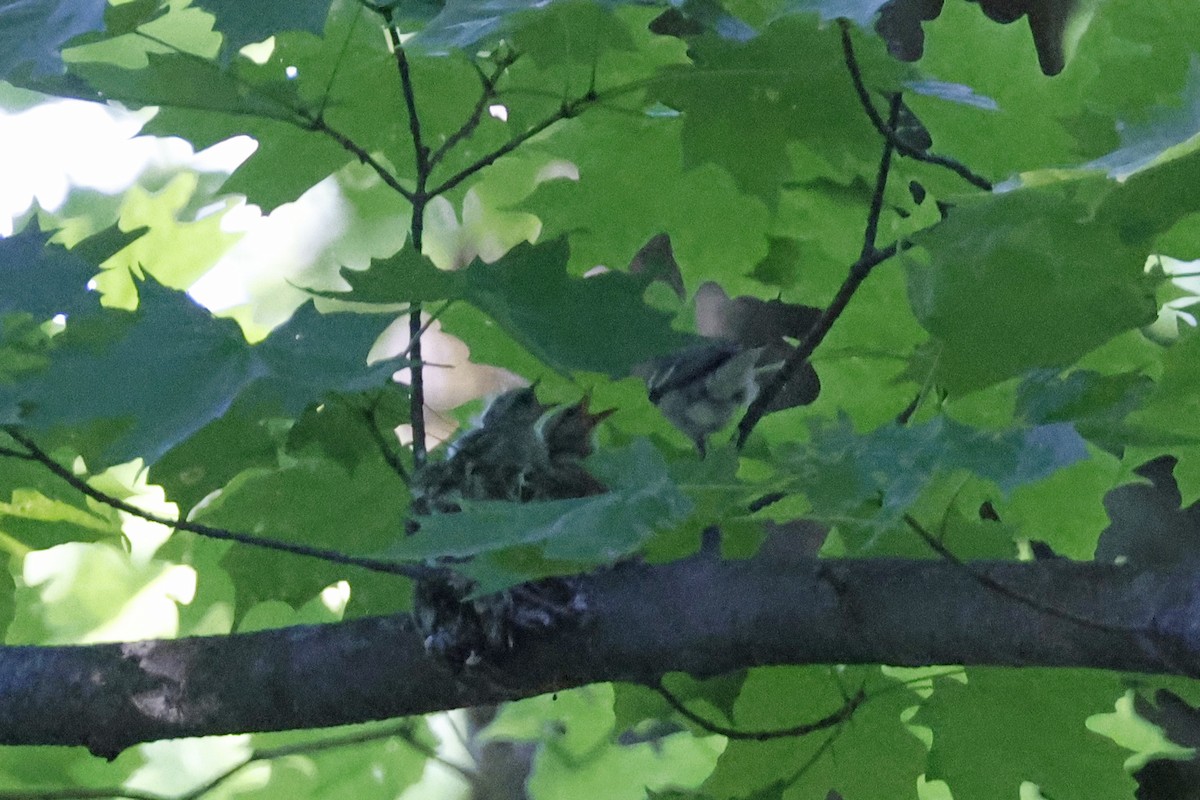 Cerulean Warbler - ML659869608