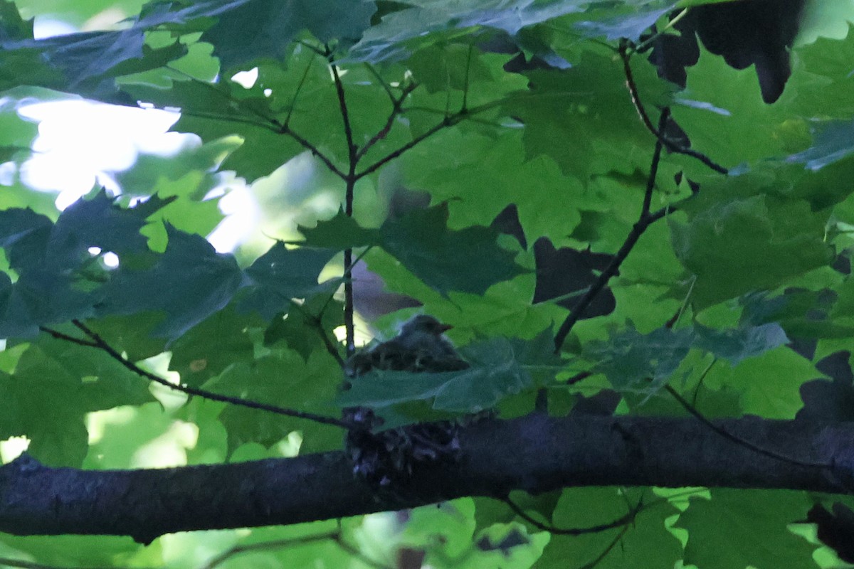 Cerulean Warbler - ML659869614