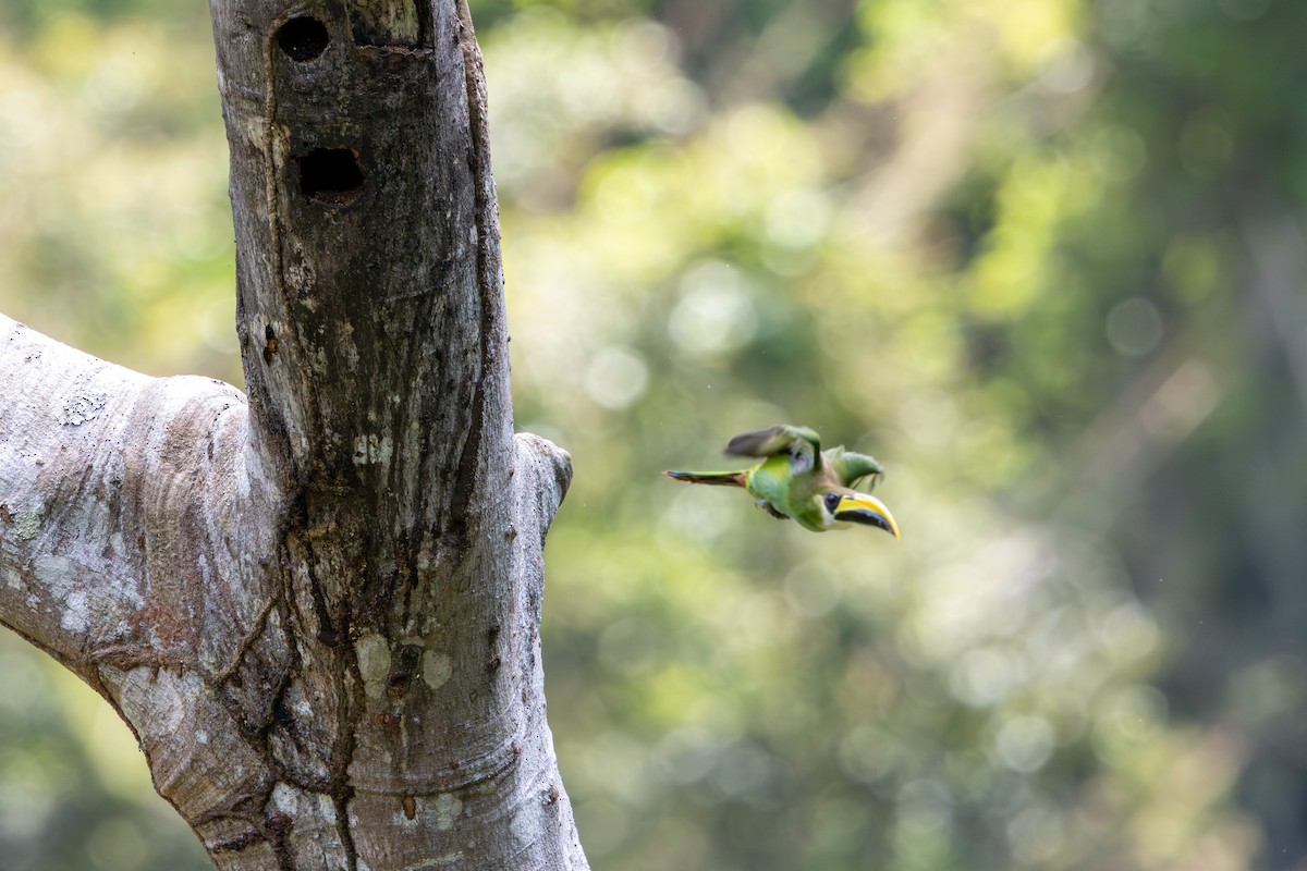 Northern Emerald-Toucanet - ML659869778