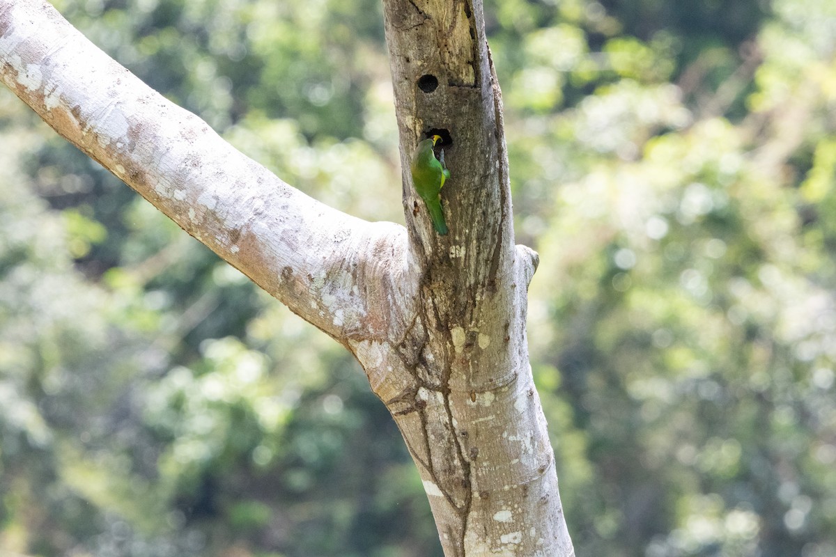 Northern Emerald-Toucanet - ML659869782