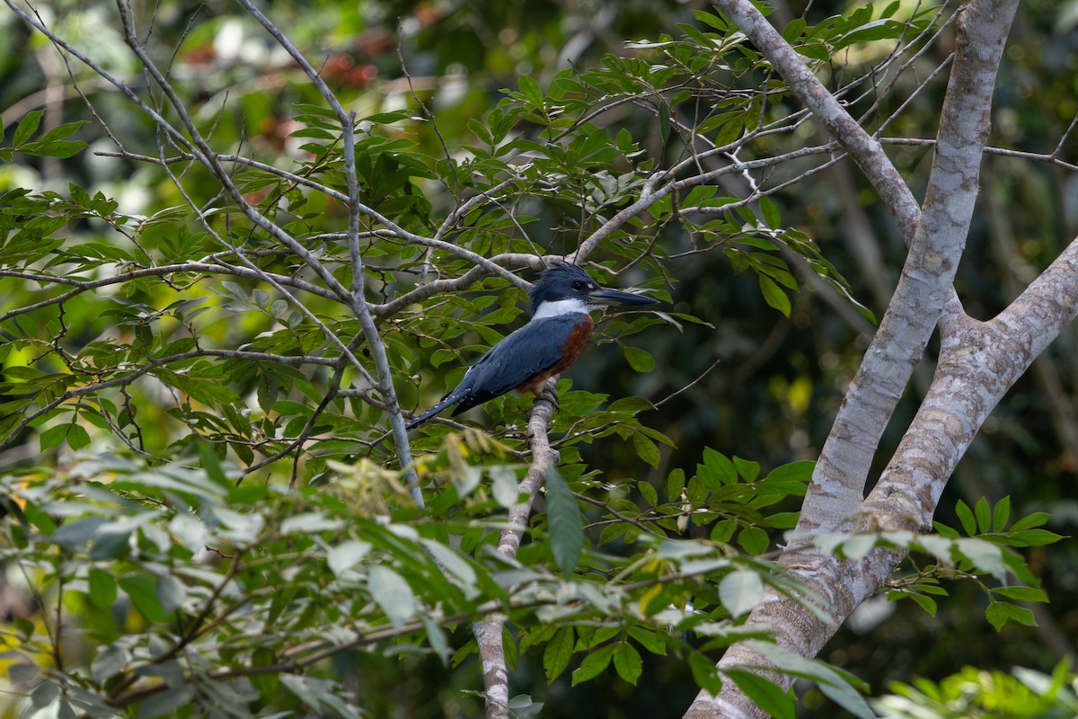 Ringed Kingfisher - ML659869798