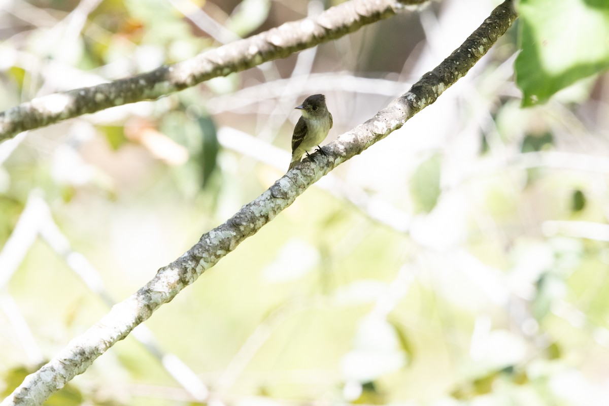 Northern Tropical Pewee - ML659869819