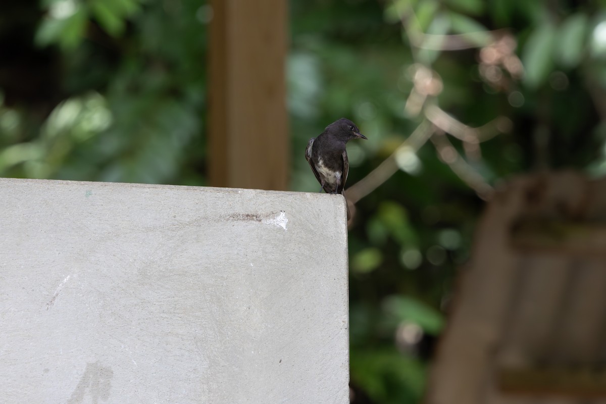 Black Phoebe - ML659869824