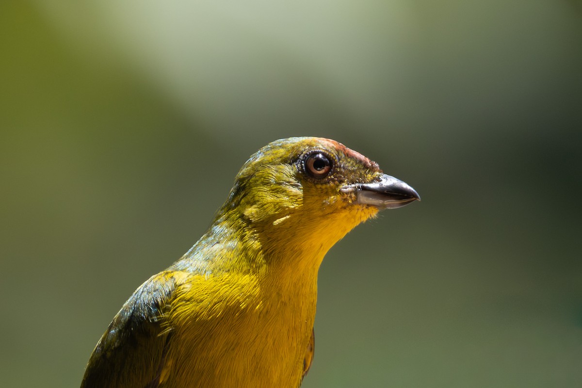 Olive-backed Euphonia - ML659869840