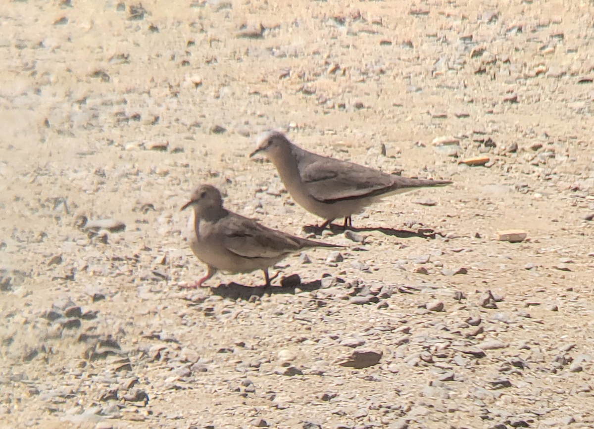Picui Ground Dove - ML659869845
