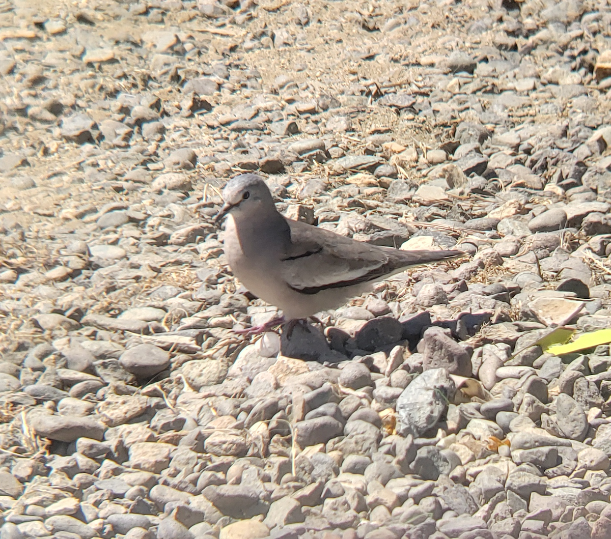 Picui Ground Dove - ML659869846