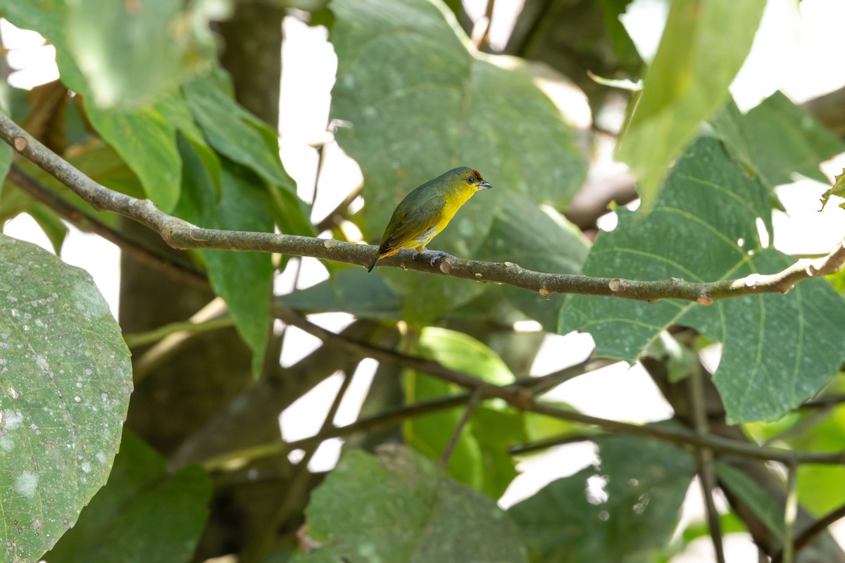 Olive-backed Euphonia - ML659869858