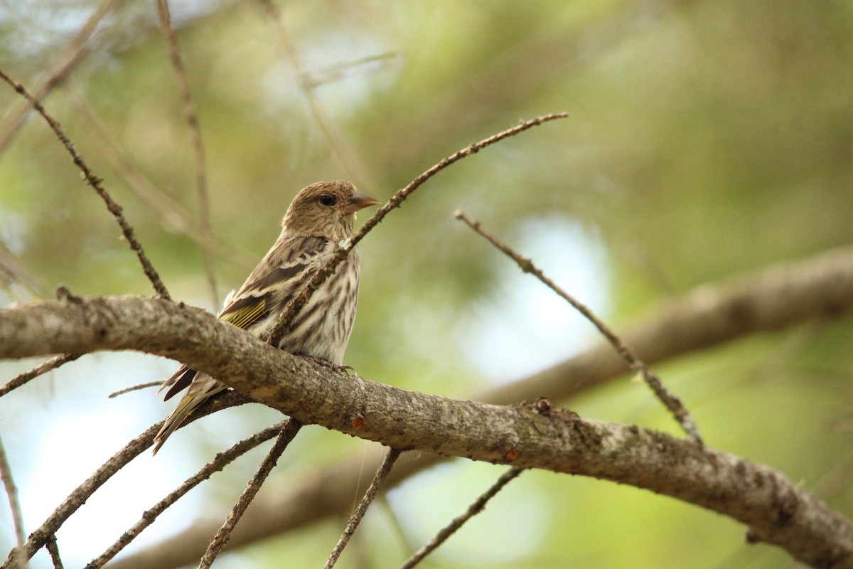 Pine Siskin - ML659869872