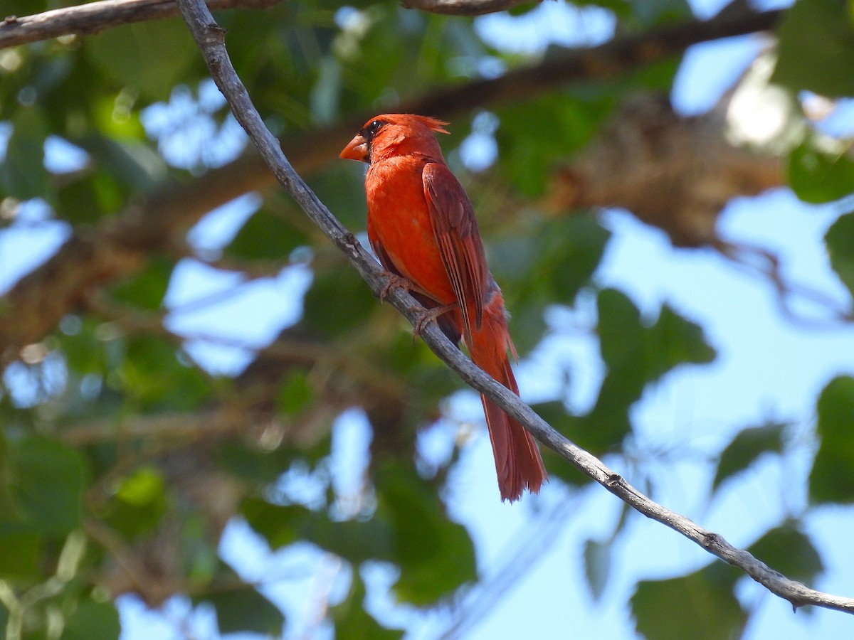 Northern Cardinal - ML659869881