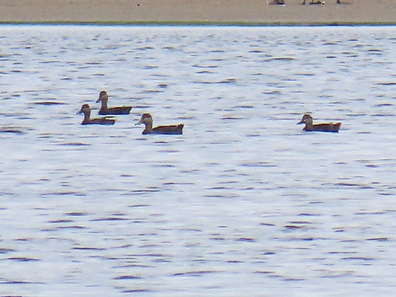 American Black Duck - ML659869882