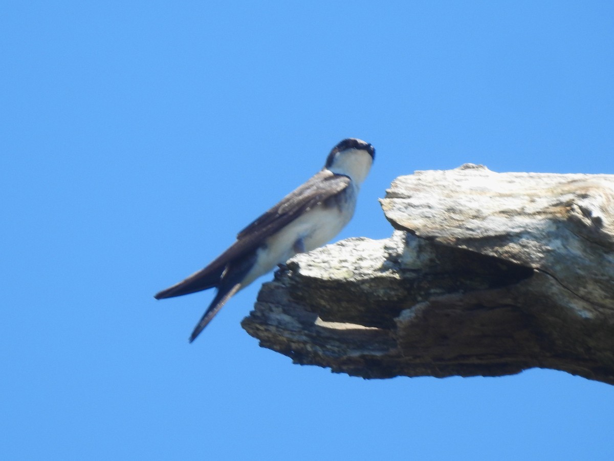 Tree Swallow - ML659869883
