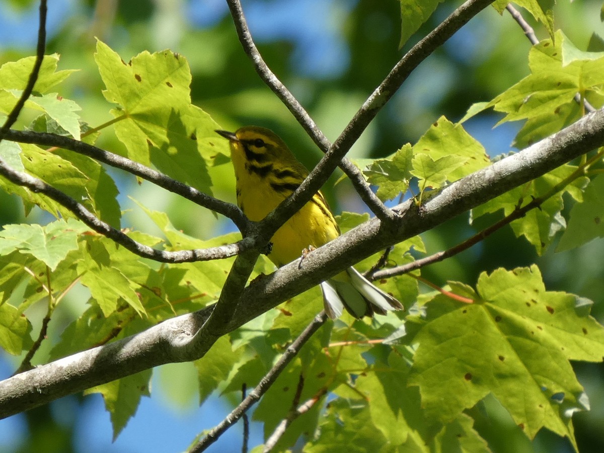 Prairie Warbler - ML659869885