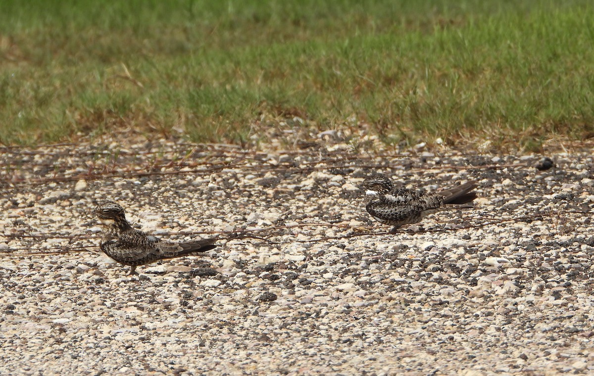 Common Nighthawk - ML659869887