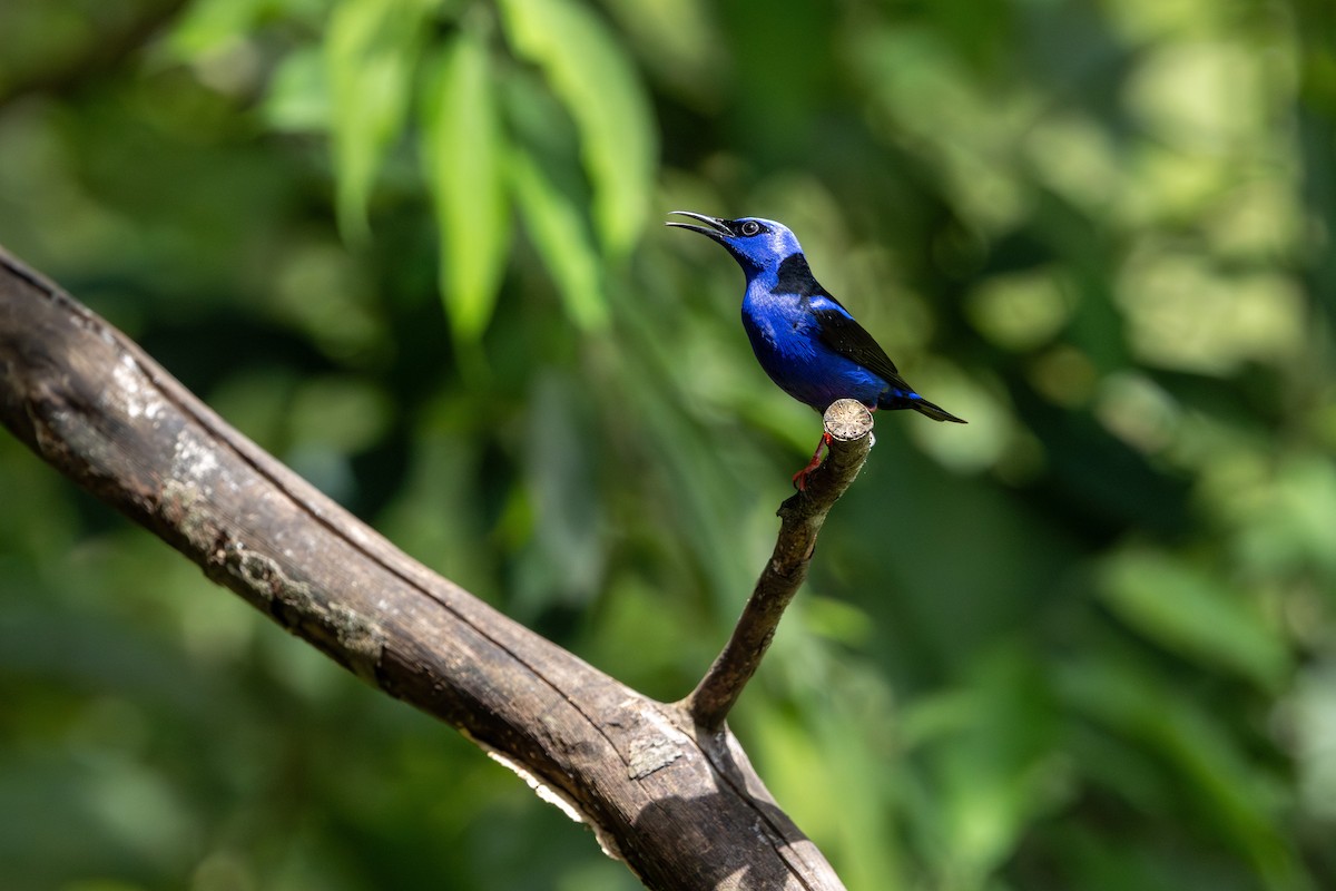 Red-legged Honeycreeper - ML659869889