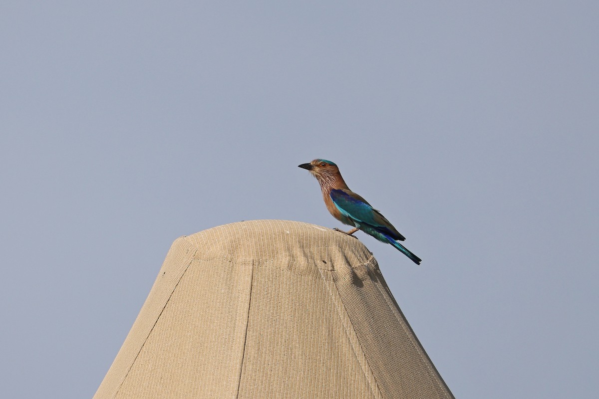 Indian Roller - ML659869890