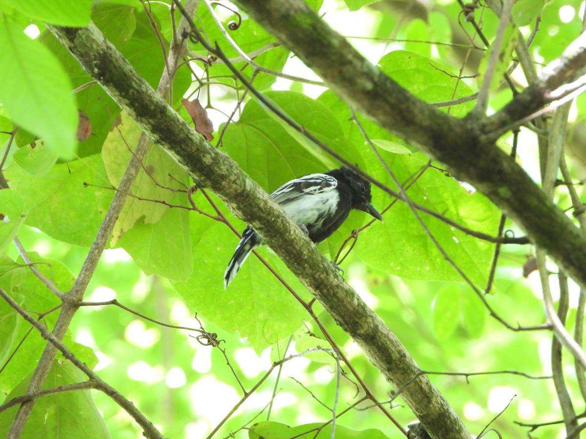 Black-backed Antshrike - ML659869892