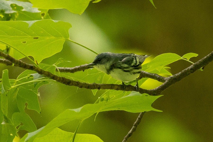 Cerulean Warbler - ML659869910