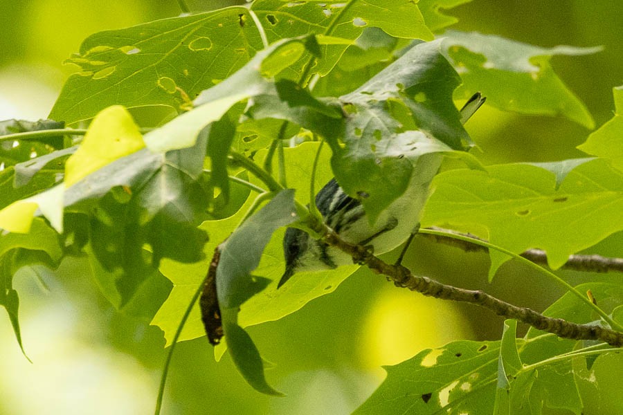 Cerulean Warbler - ML659869911