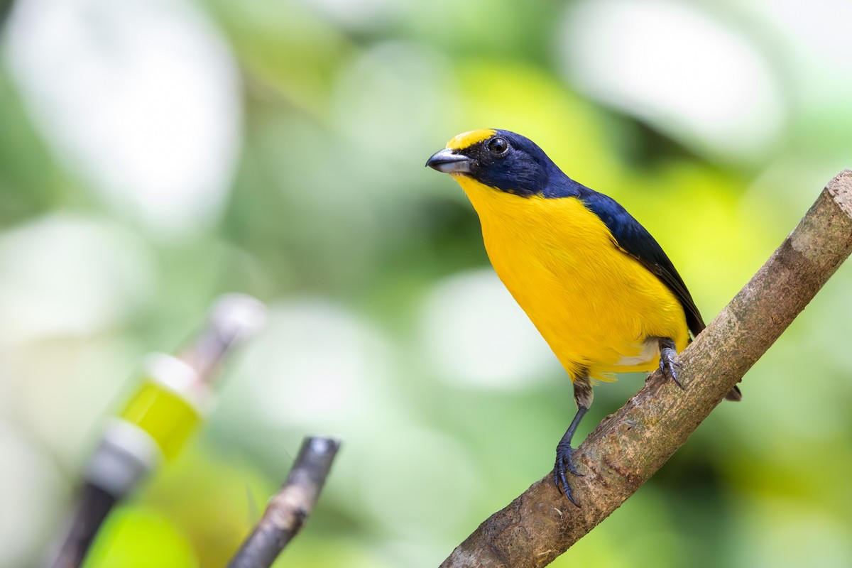 Yellow-throated Euphonia - ML659869913
