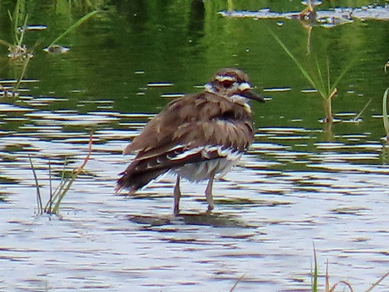 Killdeer - ML659869914
