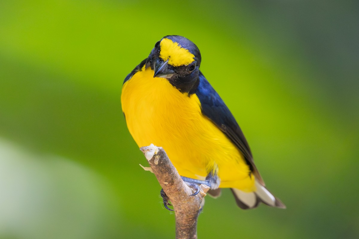 Yellow-throated Euphonia - ML659869915