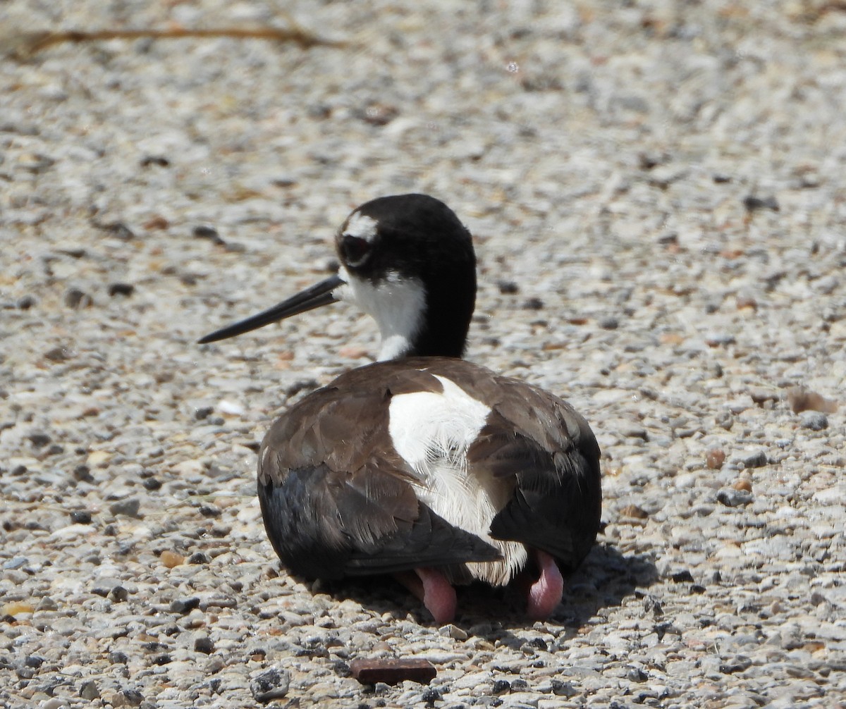 Black-necked Stilt - ML659869916